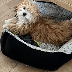 Bichon havanais Loppen