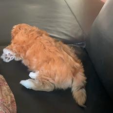 Bichon havanais Vega