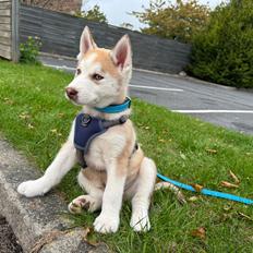 Siberian husky Murphy