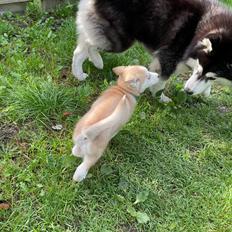 Siberian husky Murphy