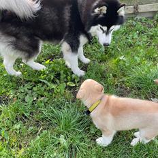 Siberian husky Murphy