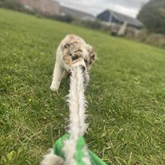 Miniature American Shepherd Evita