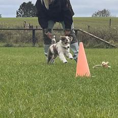 Miniature American Shepherd Evita