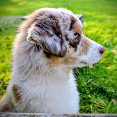 Miniature American Shepherd Evita