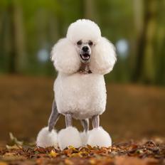 Mellempuddel Thorbjørn