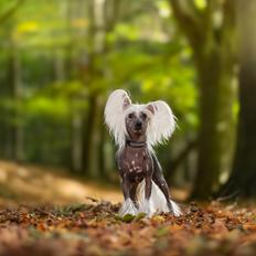 Chinese crested hårløs Malthe