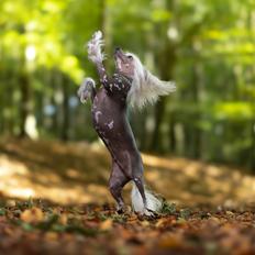 Chinese crested hårløs Malthe