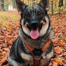 Västgötaspids Vikingspids Saga "Tonda" (Rullepølsen<3)