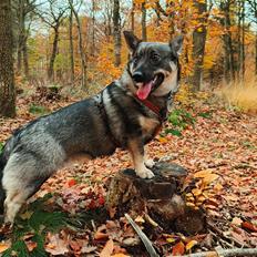 Västgötaspids Vikingspids Saga "Tonda" (Rullepølsen<3)
