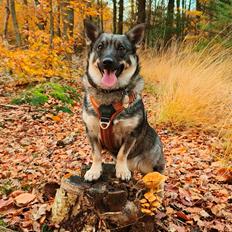 Västgötaspids Vikingspids Saga "Tonda" (Rullepølsen<3)