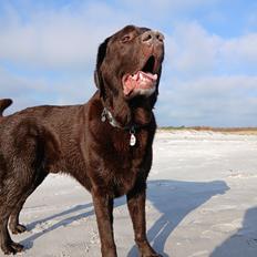 Labrador retriever Cody