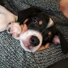 Dansk svensk gaardhund Dingo