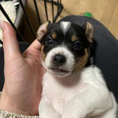 Dansk svensk gaardhund Dingo