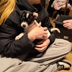 Dansk svensk gaardhund Dingo