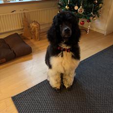 Storpuddel Spirit of Ronja Deli aka Runa