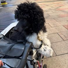 Storpuddel Spirit of Ronja Deli aka Runa