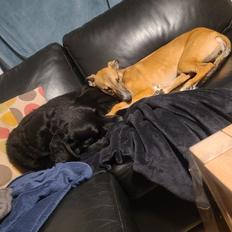 Greyhound Easy (Stemgrove Just The Fast)