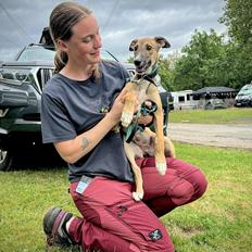 Greyhound Easy (Stemgrove Just The Fast)