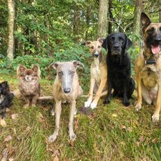 Greyhound Easy (Stemgrove Just The Fast)