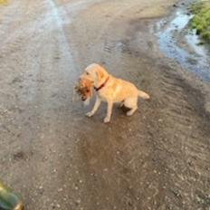 Labrador retriever Puk