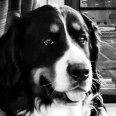 Berner sennenhund Bella