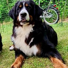 Berner sennenhund Bella
