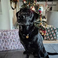 Labrador retriever Græskar * 16 03 2021 - 