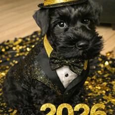 Dvaergschnauzer Alma