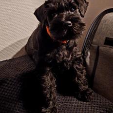 Dvaergschnauzer Alma