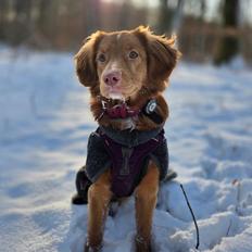 Nova scotia duck tolling retriever Koa