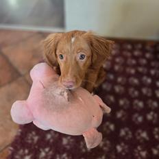 Nova scotia duck tolling retriever Koa