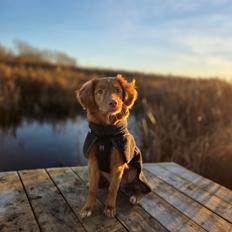 Nova scotia duck tolling retriever Koa