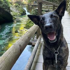 Hollandsk hyrdehund Jessie