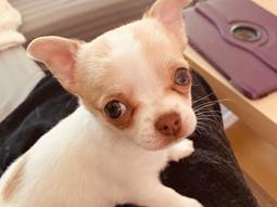 Chihuahua Zimba