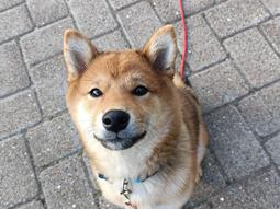 Shiba Pelle