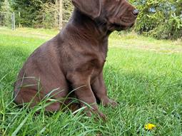 Labrador retriever Balder