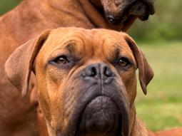 Dogue de bordeaux Simba