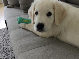 Golden retriever Cody