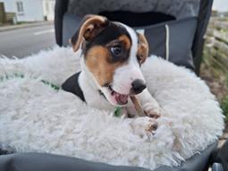 Dansk svensk gaardhund Otto 