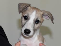 Whippet Curie
