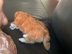 Bichon havanais Vega