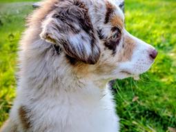 Miniature American Shepherd Evita