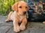 Labrador retriever Amber