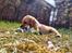 Labrador retriever Amber