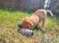 Labrador retriever Amber