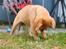Labrador retriever Amber