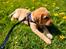 Labrador retriever Amber