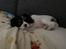 Cavalier king charles spaniel Athene