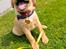 Labrador retriever Amber