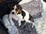 Dansk svensk gaardhund Eddie R.I.P. - 13. maj 2023